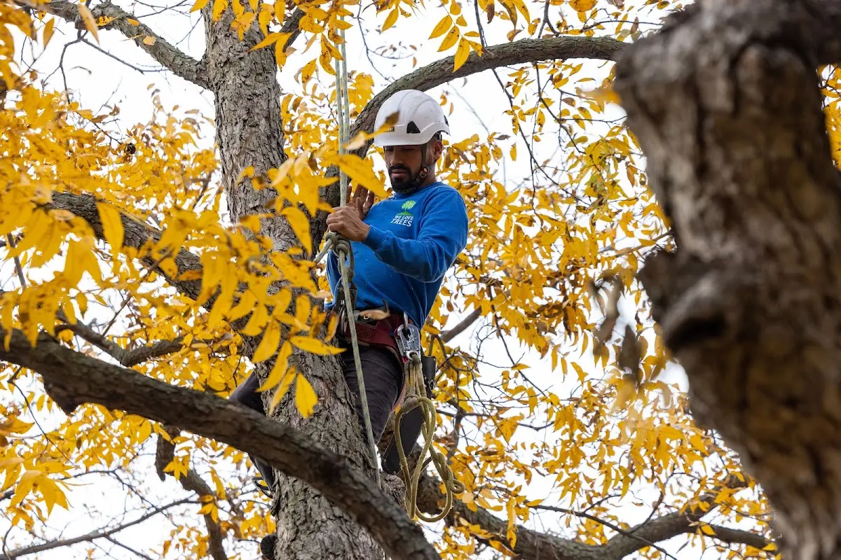 Skilled Tree Planing crew working in Mariposa