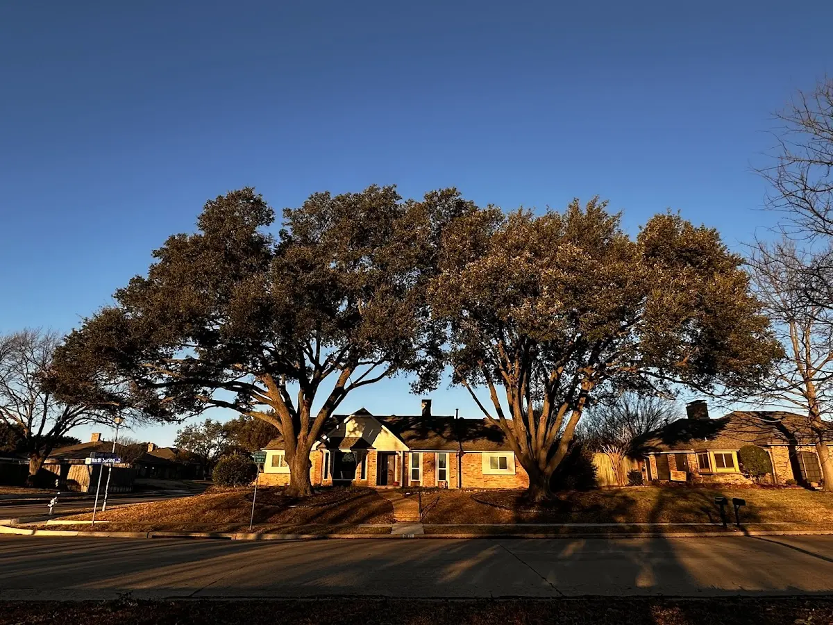 Established residential canopy tree shading a home in Mariposa