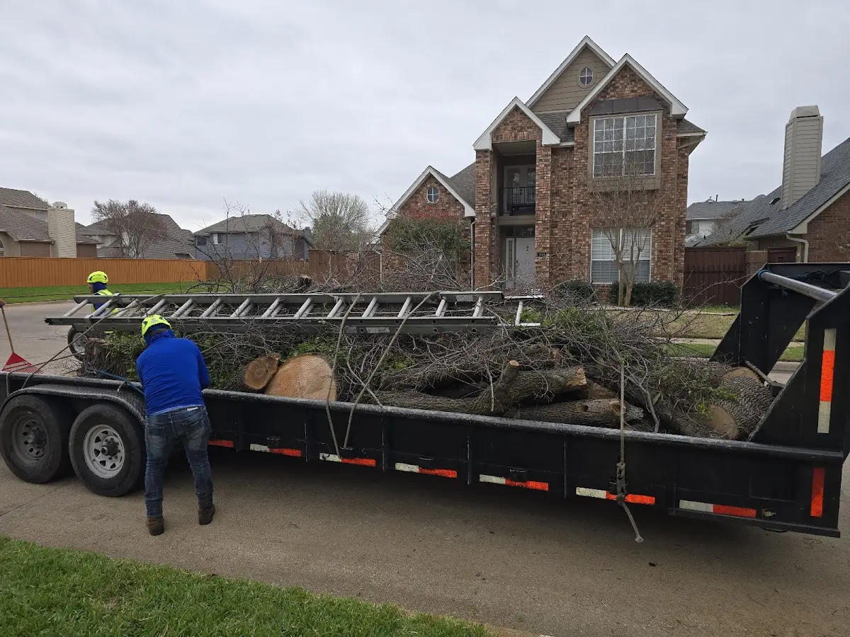 Expert Tree Pest Control with proper safety equipment in Mariposa
